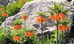 Diyarbakır'da ters laleler açtı