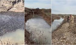 Dicle Nehri'nde mahsur kalan on binlerce balık kurtarıldı