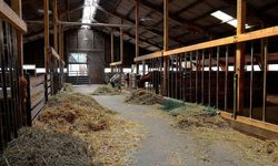 "Dingo'nun ahırı" sözündeki Dingo kimdir? Tabir nereden geliyor?