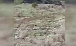 Diyarbakır'da domuzlar koyun sürüsüne saldırdı, çoban köpeği kovaladı