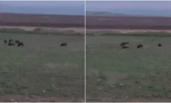 Diyarbakır’da tarlada otlanan yaban domuzları kamerada