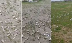 Diyarbakır'da telef olmuş çok sayıda balık kıyaya vurdu