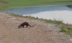 Siirt'te nesli tükenme tehlikesi altındaki su samuru görüntülendi