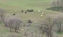 Silvan’da  yaban domuzu sürüsü görüntülendi