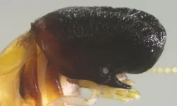 İlk kez görüldü: Balina başlı böcek