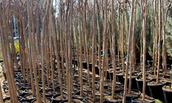 Diyarbakır’da fidan dikim sezonu devam ediyor