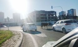 Diyarbakır'da şehir merkezinde başıboş inek alarmı! Yerel yönetim ilgisiz