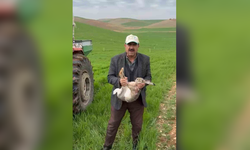 Diyarbakırlı çiftçi tarlada yakaladığı gebe tavşanı yaşam alanına bıraktı