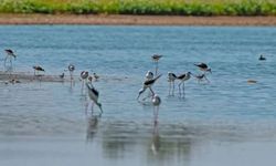 Diyarbakır'daki gölette bahar mucizesi: 100’den fazla tür yeniden görüldü