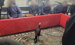 Horoz dövüştürülen mekana operasyon: 60 kişi yakalandı