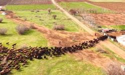 Kuzuların anneleriyle buluşma anı kalpleri ısıttı