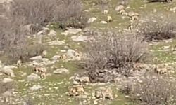 Diyarbakır'da sürü halinde dağ keçileri görüntülendi