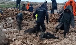 Mardin'de ahırın çökmesi sonucu 30 küçükbaş telef oldu