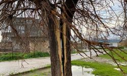 Mardin’de yıldırım ağacı ikiye böldü