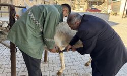 Diyarbakırlı 2 kardeş, 50 yıldır nalbantlık yapıyor