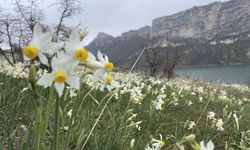 Şanlıurfa’da doğaseverler yağmur altında nergis yolculuğuna çıktı