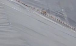 Şanlıurfa’da gölete düşen çakal merdivenle kurtarıldı