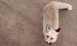 Siirt’te tilki işçilerin yanına kadar gelip yiyecek aradı