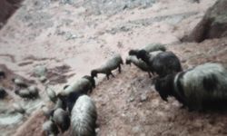 Şırnak'ta göçerleri sel vurdu: Çadırlar su altında kaldı, Hayvanlar telef oldu