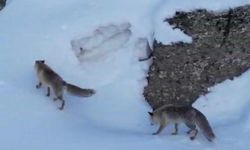 Şırnak’ta kar üstünde yiyecek arayan tilkiler görüntülendi
