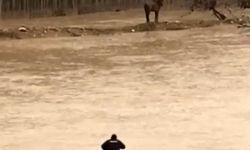 Mardin'de sel sularının arasında kalan at kurtarıldı