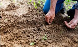 Tahıl tohumluklarında yeni dönem