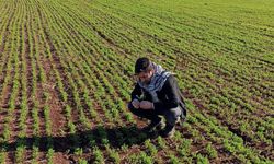 Ziraat mühendislerinden çiftçilere kritik uyarılar