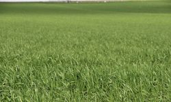 ZMO'dan çiftçilere kritik uyarı: Yağış sevindirdi, hastalık riski kapıda