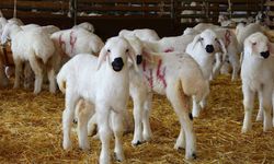 Zorunlu aşı ve destekleme şartları açıklandı