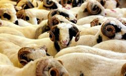 "2026 Kurban Hizmetleri Tebliği" yayımlandı