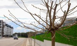 Diyarbakır'da kuraklığa dayanıklı türlerle ağaçlandırma