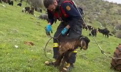 Adıyaman'da kuyuya düşen keçiyi itfaiye kurtardı