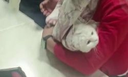 Ayağı lavabo giderine sıkışan kediyi itfaiye kurtardı