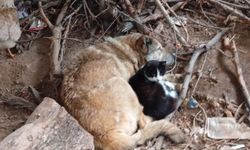 Batman'da üşüyen kedi ile köpek birbirine sığındı