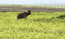 Çizgili sırtlan sarıçiçekler arasında görüntülendi