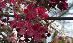 Diyarbakır'da ağaçlar 'kırmızıya' büründü