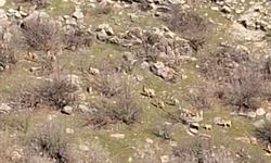 Diyarbakır'da bunları kaçak avlayanlara 940 bin lira ceza kesiliyor