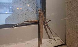 Diyarbakır'da görüldü: Boyutu şaşkınlık oluşturdu