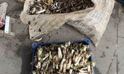 Diyarbakır'da kendiliğinden yetişen kengerler toplanmaya başlandı