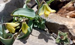 Ender görülen Çermik ters lalesi çiçek açtı