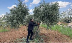 Şanlıurfa'da zeytin üreticilerine kritik uyarı