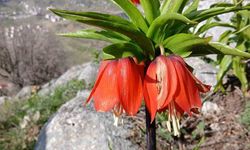 Sincik dağlarında açan ters laleler hayran bırakıyor