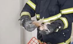 Asma tavanda doğan 4 yavru kedi kurtarıldı