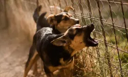 Bakan duyurdu: Sokak hayvanlarının yüzde 75'i toplandı