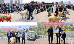 Kuzular yarıştı, üretici kazandı: Diyarbakır'da renkli yarışma