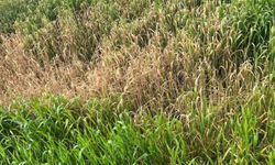 Batman'da çiftçilere kritik "yanlış ilaçlama" uyarısı