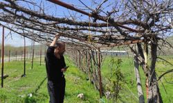 Batman’da hava değişimleri üreticiyi vurdu: Meyve ağaçları zarar gördü