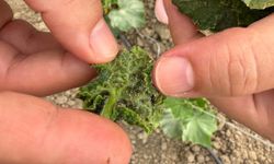 Batman'da sera üreticilerine hastalık ve zararlı uyarısı