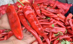 Diyarbakır'da 7 TL’ye alınan biberin markette 200 TL’ye satıldığı tespit edildi