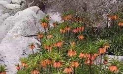 Diyarbakır'da 'ters laleler' doğayı renklendirdi